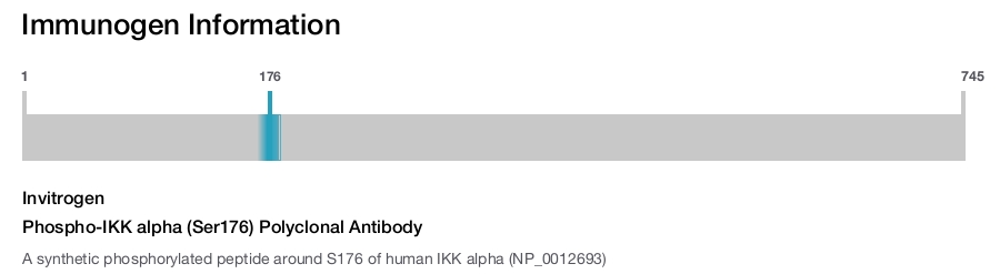 Phospho-IKK alpha (Ser176) Polyclonal Antibody