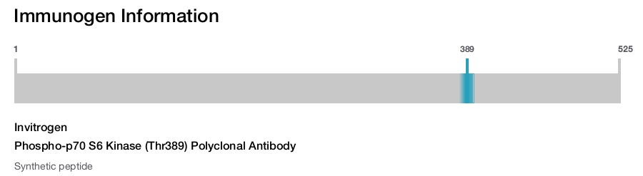 Phospho-p70 S6 Kinase (Thr389) Polyclonal Antibody