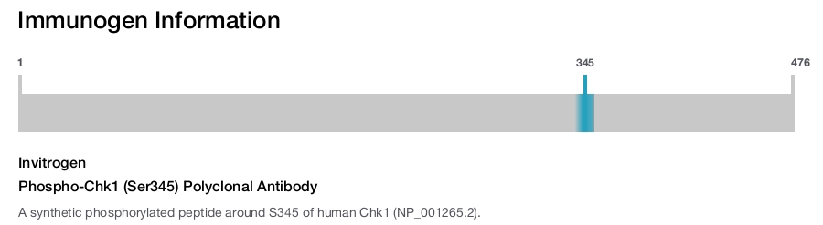 Phospho-Chk1 (Ser345) Polyclonal Antibody