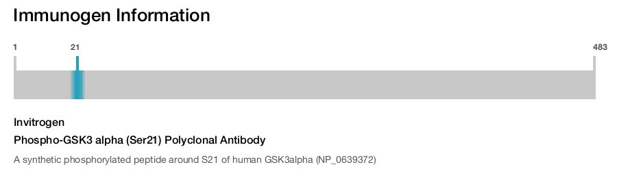 Phospho-GSK3 alpha (Ser21) Polyclonal Antibody