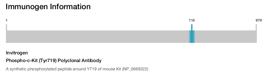 Phospho-c-Kit (Tyr719) Polyclonal Antibody