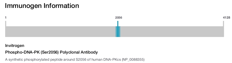 Phospho-DNA-PK (Ser2056) Polyclonal Antibody