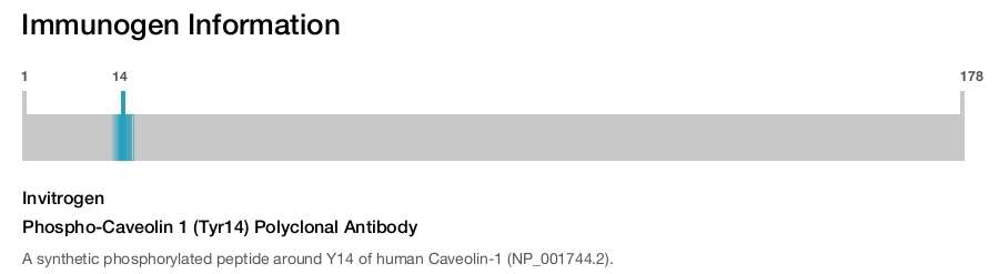 Phospho-Caveolin 1 (Tyr14) Polyclonal Antibody