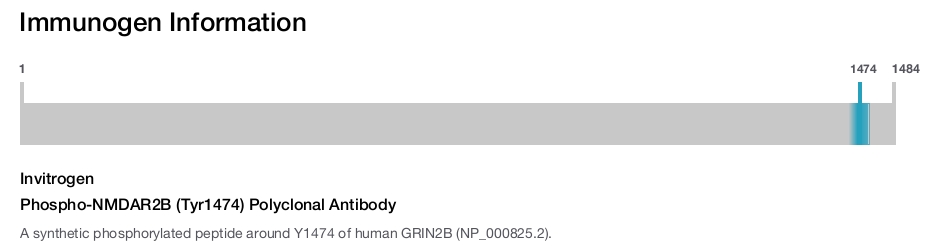 Phospho-NMDAR2B (Tyr1474) Polyclonal Antibody