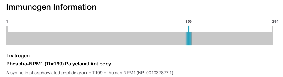 Phospho-NPM1 (Thr199) Polyclonal Antibody