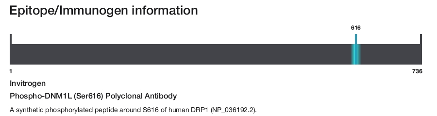 Phospho-DNM1L (Ser616) Polyclonal Antibody