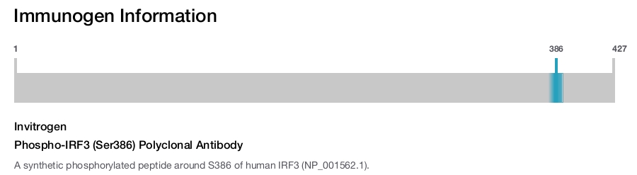 Phospho-IRF3 (Ser386) Polyclonal Antibody