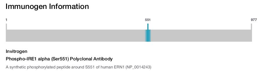 Phospho-IRE1 alpha (Ser551) Polyclonal Antibody