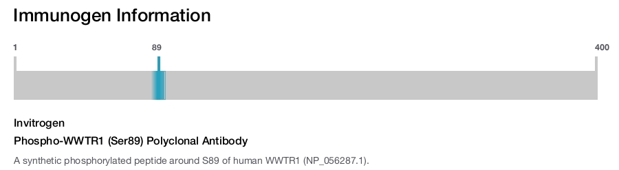 Phospho-WWTR1 (Ser89) Polyclonal Antibody