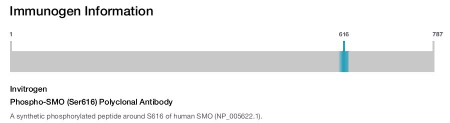 Phospho-SMO (Ser616) Polyclonal Antibody