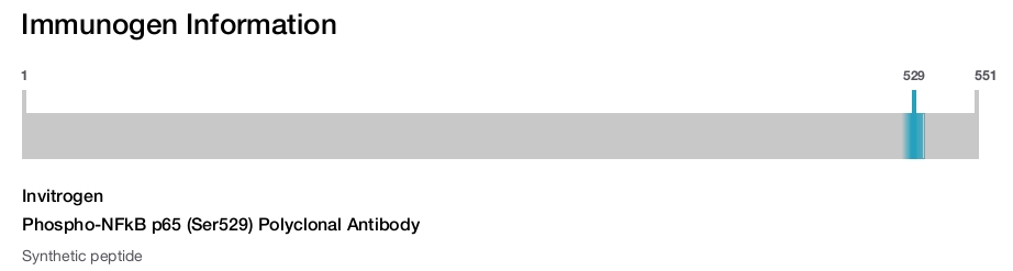 Phospho-NFkB p65 (Ser529) Polyclonal Antibody