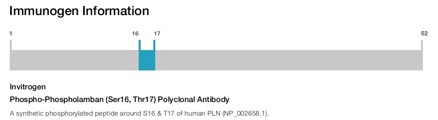 Phospho-Phospholamban (Ser16, Thr17) Polyclonal Antibody