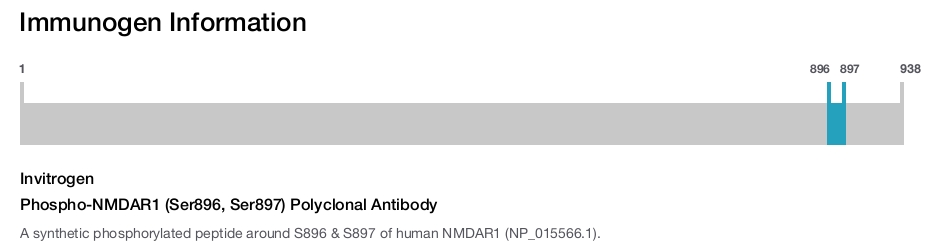 Phospho-NMDAR1 (Ser896, Ser897) Polyclonal Antibody