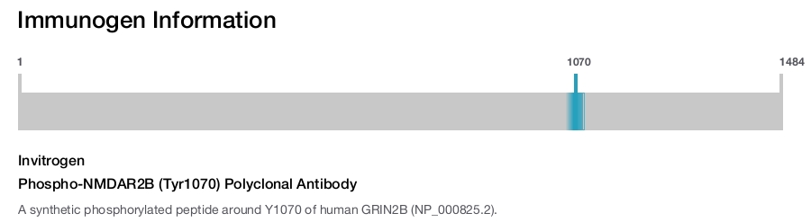 Phospho-NMDAR2B (Tyr1070) Polyclonal Antibody