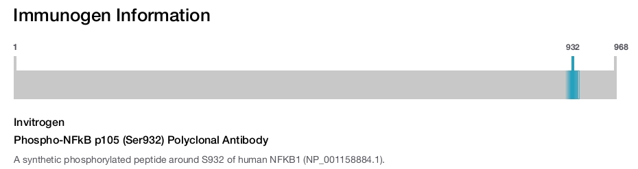 Phospho-NFkB p105 (Ser932) Polyclonal Antibody