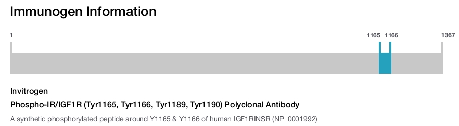 Phospho-IR/IGF1R (Tyr1165, Tyr1166, Tyr1189, Tyr1190) Polyclonal Antibody