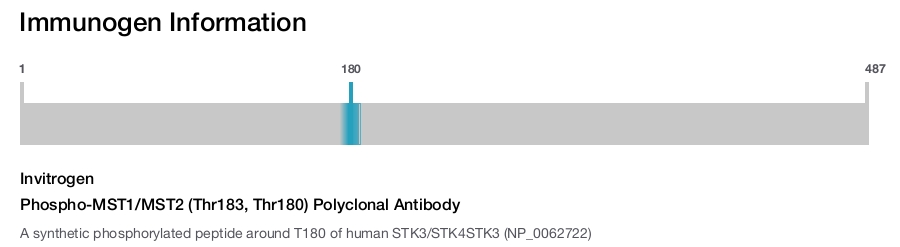 Phospho-MST1/MST2 (Thr183, Thr180) Polyclonal Antibody