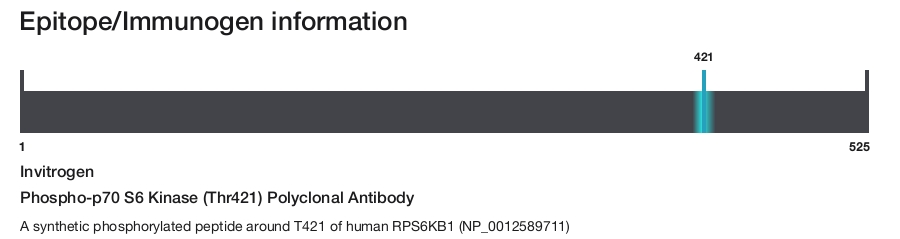 Phospho-p70 S6 Kinase (Thr421) Polyclonal Antibody