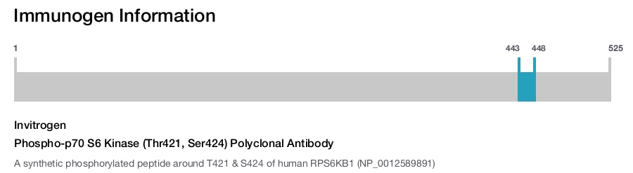 Phospho-p70 S6 Kinase (Thr421, Ser424) Polyclonal Antibody