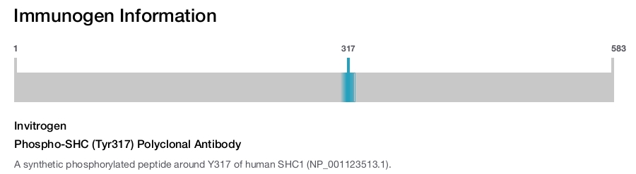 Phospho-SHC (Tyr317) Polyclonal Antibody