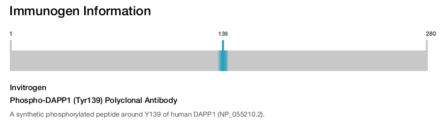 Phospho-DAPP1 (Tyr139) Polyclonal Antibody