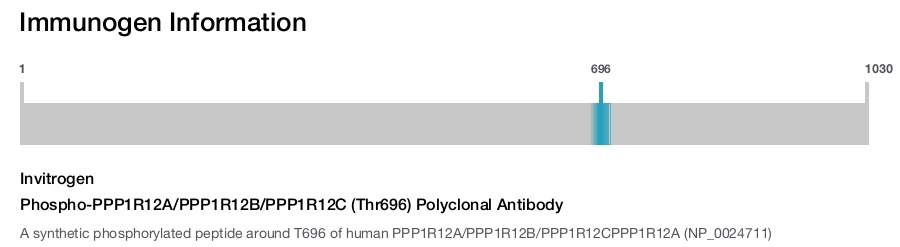 Phospho-PPP1R12A/PPP1R12B/PPP1R12C (Thr696) Polyclonal Antibody