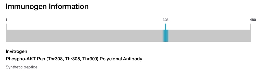 Phospho-AKT Pan (Thr308, Thr305, Thr309) Polyclonal Antibody