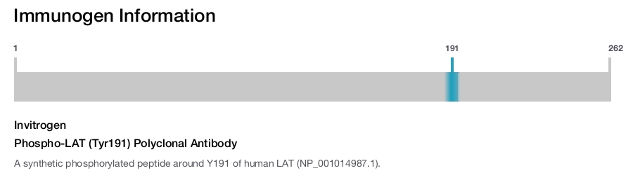 Phospho-LAT (Tyr191) Polyclonal Antibody