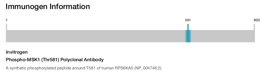 Phospho-MSK1 (Thr581) Polyclonal Antibody