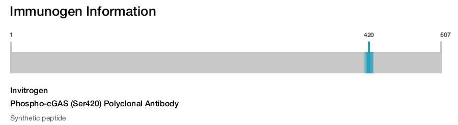 Phospho-cGAS (Ser420) Polyclonal Antibody