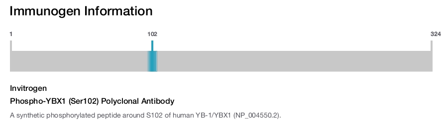 Phospho-YBX1 (Ser102) Polyclonal Antibody