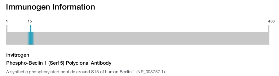 Phospho-Beclin 1 (Ser15) Polyclonal Antibody