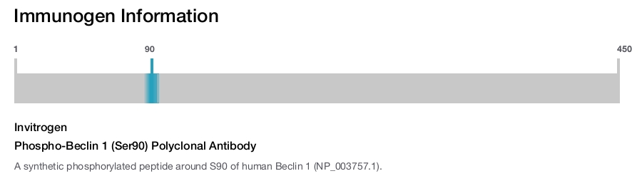 Phospho-Beclin 1 (Ser90) Polyclonal Antibody