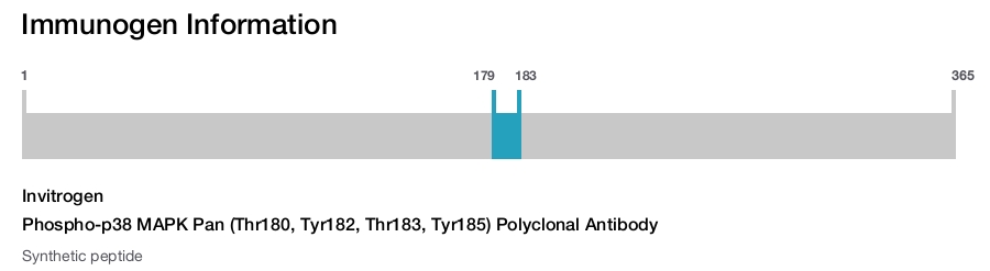 Phospho-p38 MAPK Pan (Thr180, Tyr182, Thr183, Tyr185) Polyclonal Antibody