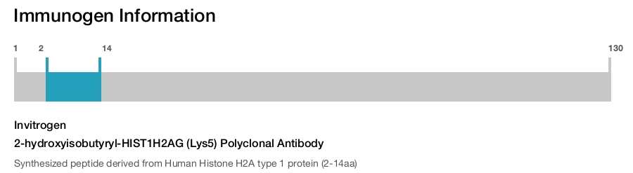 2-hydroxyisobutyryl-HIST1H2AG (Lys5) Polyclonal Antibody
