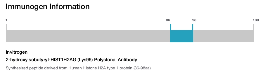 2-hydroxyisobutyryl-HIST1H2AG (Lys95) Polyclonal Antibody