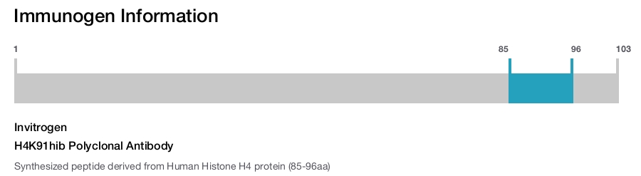H4K91hib Polyclonal Antibody