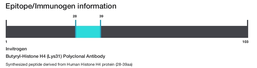 Butyryl-Histone H4 (Lys31) Polyclonal Antibody