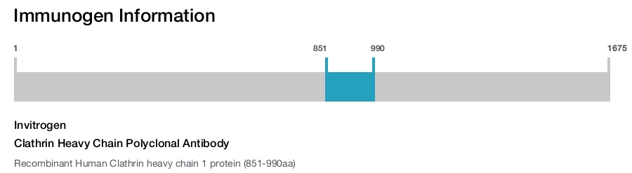 Clathrin Heavy Chain Polyclonal Antibody