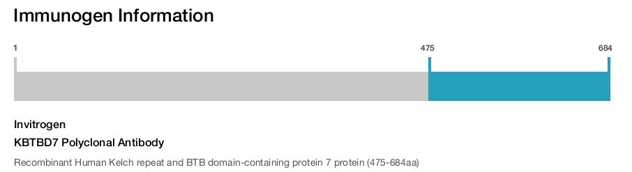 KBTBD7 Polyclonal Antibody