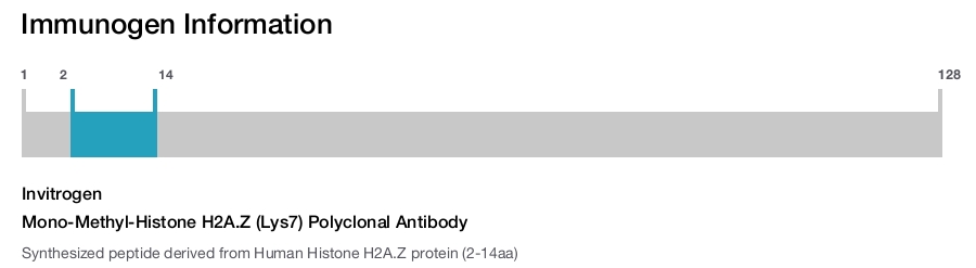 Mono-Methyl-Histone H2A.Z (Lys7) Polyclonal Antibody