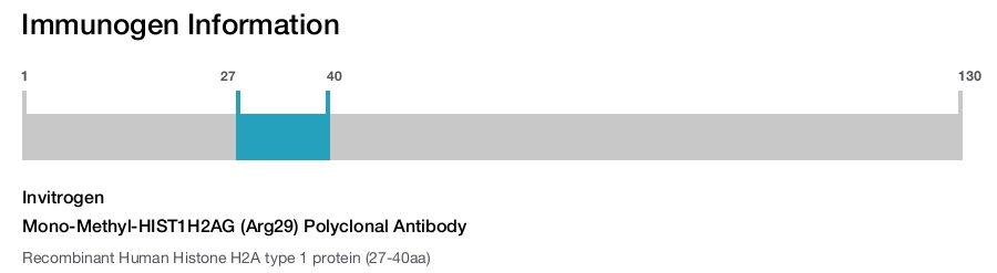 Mono-Methyl-HIST1H2AG (Arg29) Polyclonal Antibody