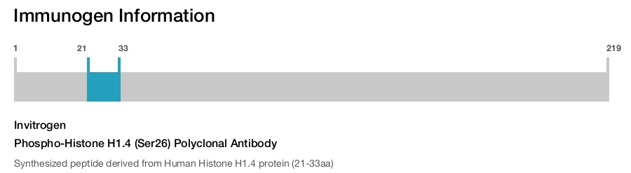 Phospho-Histone H1.4 (Ser26) Polyclonal Antibody
