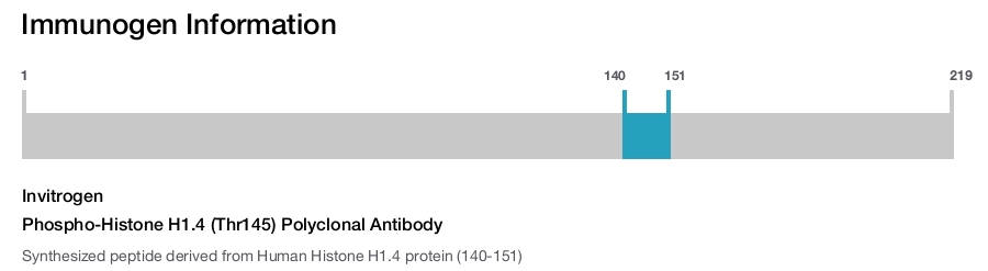 Phospho-Histone H1.4 (Thr145) Polyclonal Antibody