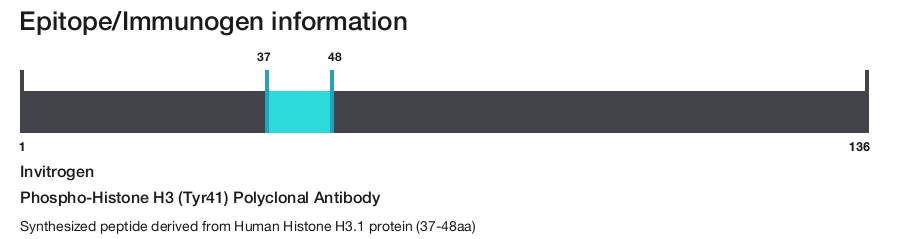 Phospho-Histone H3 (Tyr41) Polyclonal Antibody