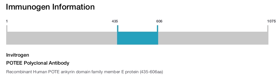 POTEE Polyclonal Antibody
