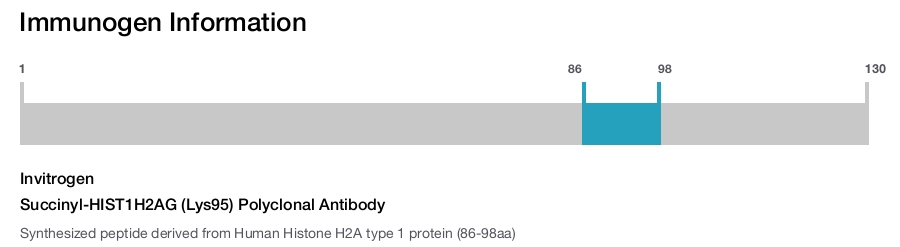 Succinyl-HIST1H2AG (Lys95) Polyclonal Antibody