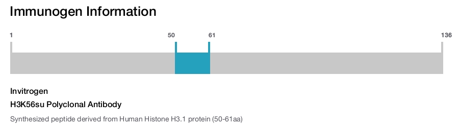 H3K56su Polyclonal Antibody