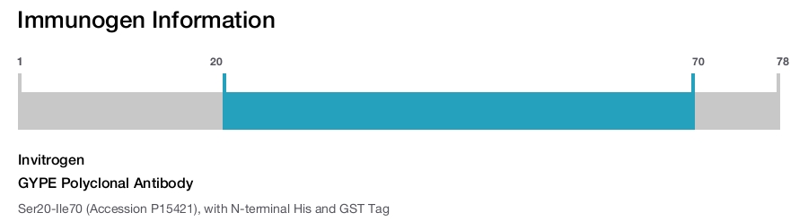 GYPE Polyclonal Antibody