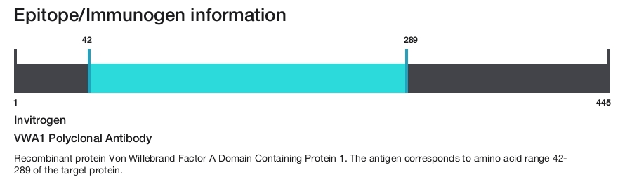 VWA1 Polyclonal Antibody